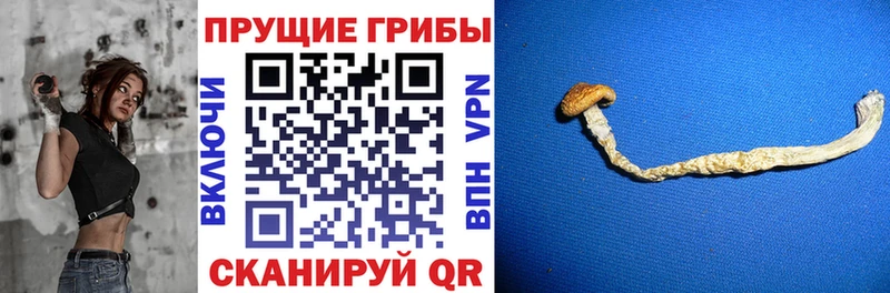 Псилоцибиновые грибы ЛСД закладки Строитель